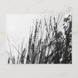 Cartão Postal Restio / Grama preto e silhueta