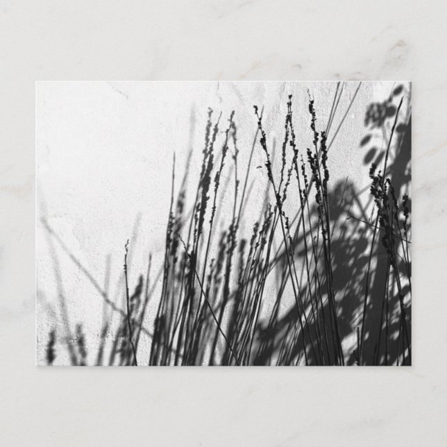 Cartão Postal Restio / Grama preto e silhueta (Frente)