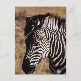 Cartão Postal Retrato aproximado de uma Zebra - Zimbabué