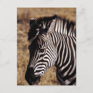 Cartão Postal Retrato aproximado de uma Zebra - Zimbabué
