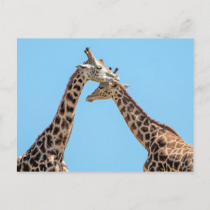 Cartão Postal Retrato Casal Girafa Contra Céu Azul