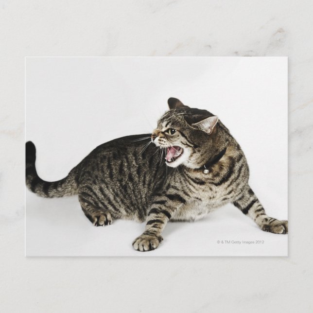 Cartão Postal Retrato da isca de gato (Frente)