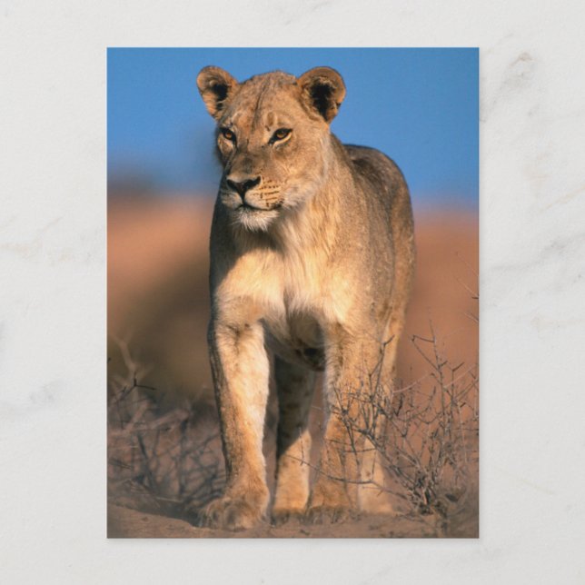 Cartão Postal Retrato Da Lionesa (Panthera Leo) (Frente)