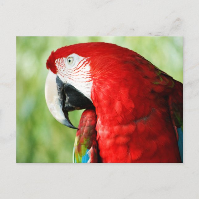 Cartão Postal Retrato da Macaw (Frente)