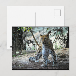 Cartão Postal Retrato da Postura do Leopardo