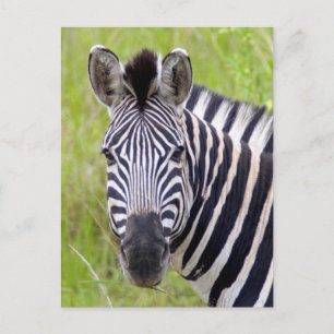 Cartão Postal Retrato da zebra das planícies, jogo de