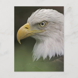 Cartão Postal Retrato de Águia Americana Adulta, Haliaeetus