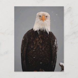 Cartão Postal Retrato de Águia Careca na Neve, Haliaeetus