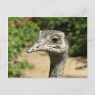 Cartão Postal Retrato de ave Rhea