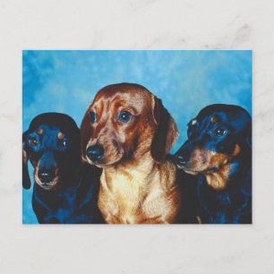 Cartão Postal Retrato de Cachorro