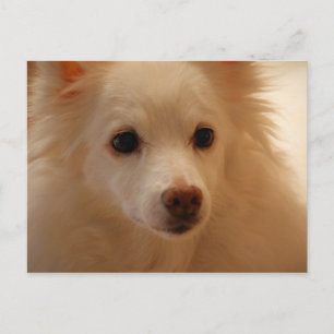 Cartão Postal Retrato de Cachorro Eskimo Americano