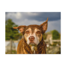 Retrato de Cachorro Listrado Soulful