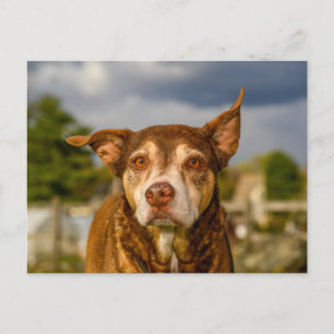 Cartão Postal Retrato de Cachorro Listrado Soulful