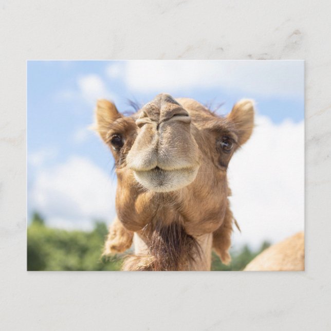 Cartão Postal Retrato de Camelo Fotografia de Animais Vida Selva (Frente)