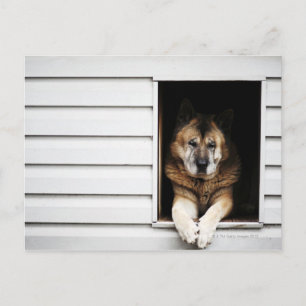 Cartão Postal retrato de cão