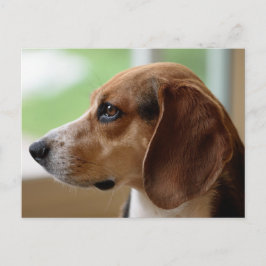 Cartão Postal Retrato de Cão Beagle