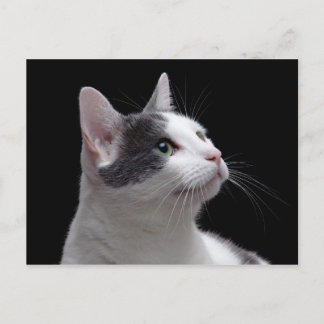 Cartão Postal Retrato de Cat