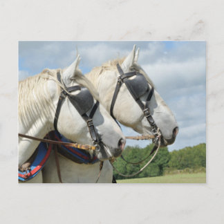 Cartão Postal Retrato de cavalo