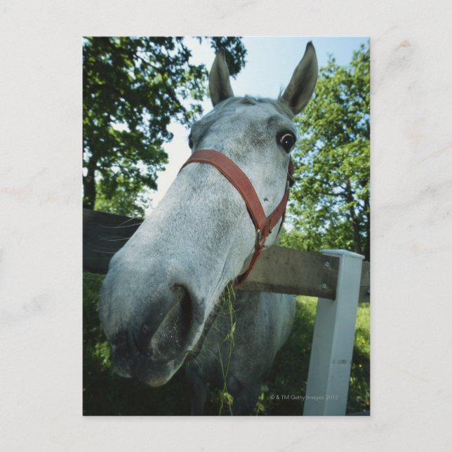 Cartão Postal Retrato de Cavalo (Frente)