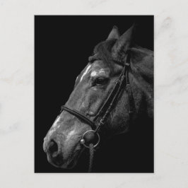 Cartão Postal Retrato de Cavalo - Cartão-postal