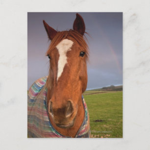 Cartão Postal Retrato De Cavalo Com Arco-Íris No Céu