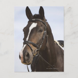 Cartão Postal retrato de cavalo marrom