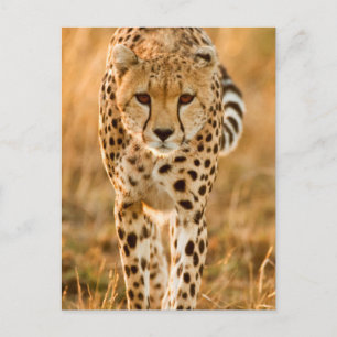 Cartão Postal Retrato de Chita (Acinonyx Jubatus), Maasai