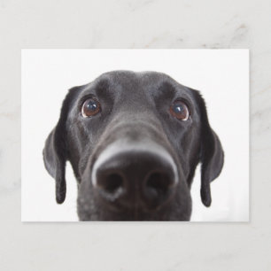 Cartão Postal Retrato de Closeup do Labrador Negro
