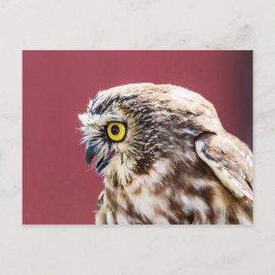 Cartão Postal Retrato de Coruja norte