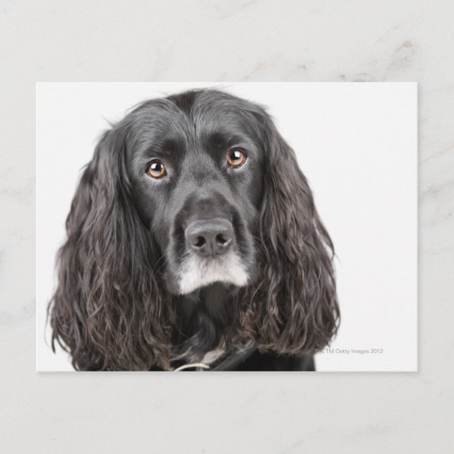 Cartão Postal Retrato de estúdio de cocker spaniel (Frente)