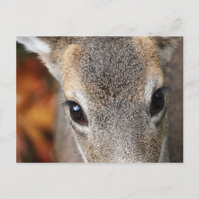 Cartão Postal Retrato de Fechamento Deer Fawn (Frente)