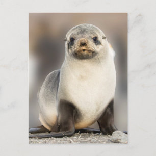 Cartão Postal Retrato de filhote de foca na praia
