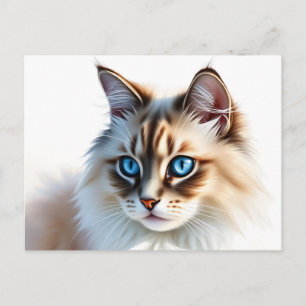 Cartão Postal Retrato de Fluffy Ragdoll Cat com Olhos Azuis