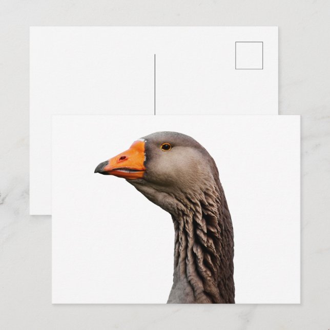 Cartão Postal Retrato de ganso (Frente/Verso)