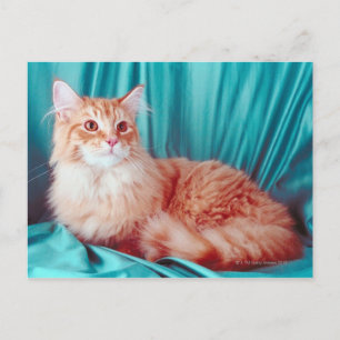 Cartão Postal Retrato de gato