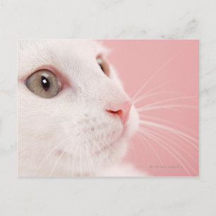 Cartão Postal Retrato de gato