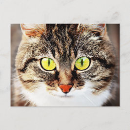 Cartão Postal Retrato de gato bonitinho