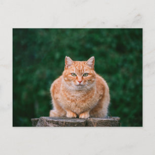 Cartão Postal Retrato de Gato Laranja Tabby em Toco de Árvore