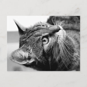 Cartão Postal Retrato de gato - o pensador