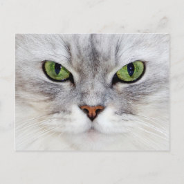 Cartão Postal Retrato de gato persa - Cartão-postal