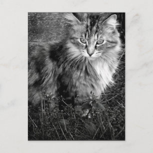 Cartão Postal Retrato de Gato Preto e Branco
