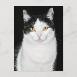 Cartão Postal Retrato de Gato Preto e Branco