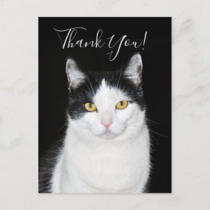 Cartão Postal Retrato de Gato Preto e Branco