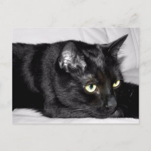 Cartão Postal Retrato de Gato Preto Fofo
