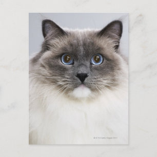 Cartão Postal Retrato de gato Ragdoll