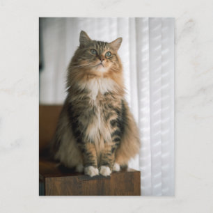 Cartão Postal Retrato de Gato Tabby de Cabelo Comprido e Fofo