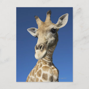 Cartão Postal Retrato de Girafa (Giraffa Camelopardalis) 2