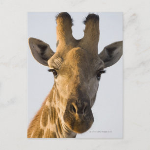 Cartão Postal Retrato de Girafa (Giraffa camelopardalis), Imire