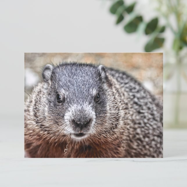 Cartão Postal Retrato de Groundhog Fechado (Criador carregado)