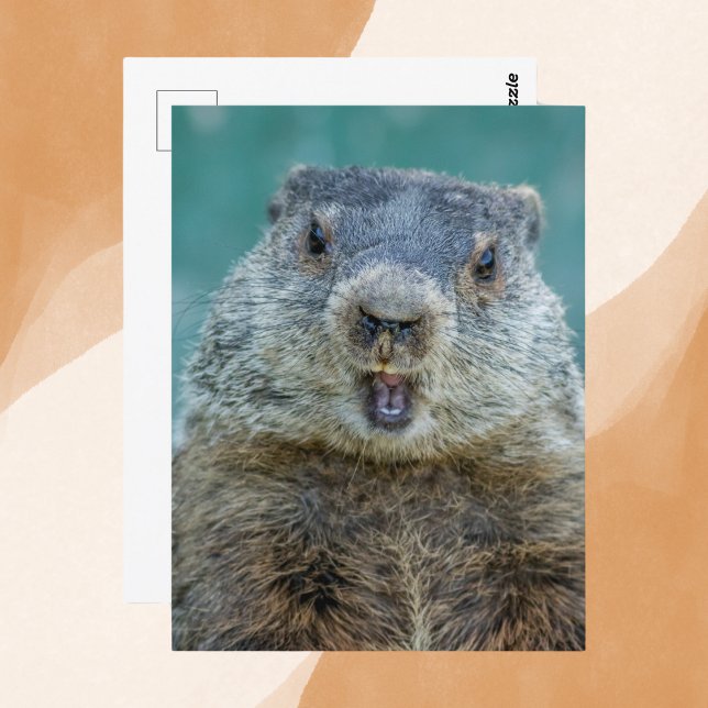 Cartão Postal Retrato de Groundhog Fechado (Criador carregado)